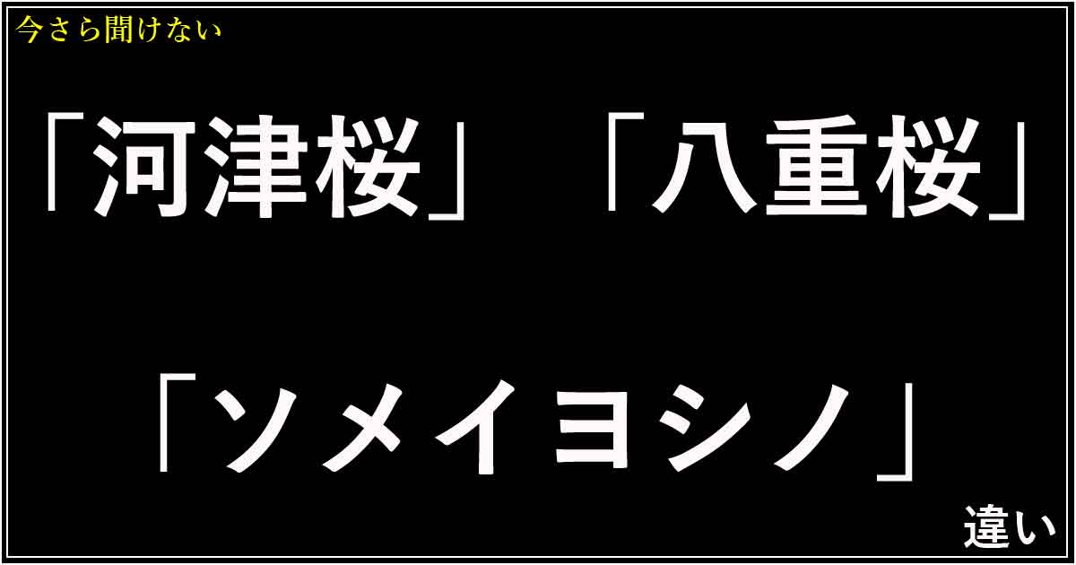 「河津桜」「八重桜」「ソメイヨシノ」の違い